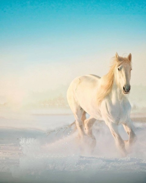 Horse cb picsart background Editing hd