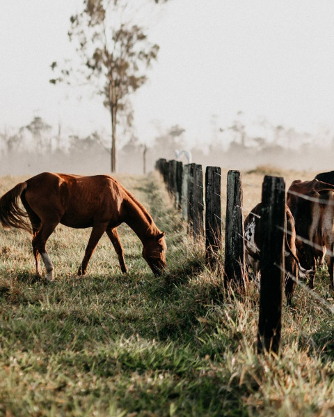 Horse CB Picsart Background Full HD Download Free