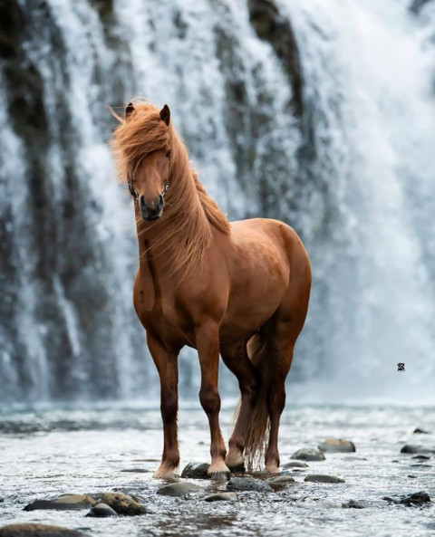 Horse Instagram Viral Photo Editing Background