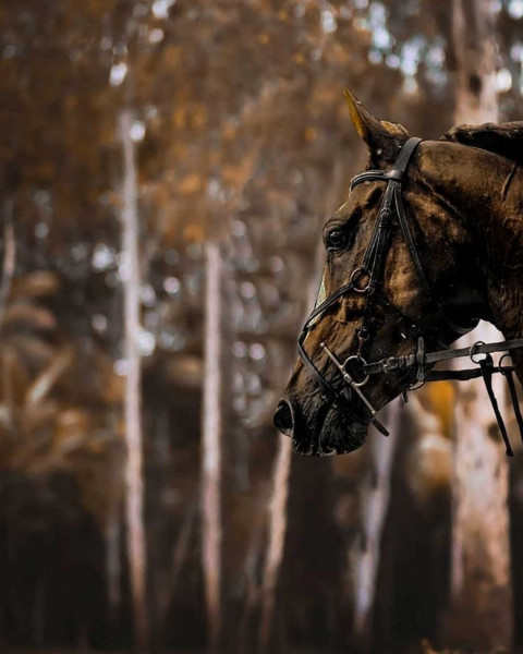 Horse Manipulation BAckground HD For CB Picsart