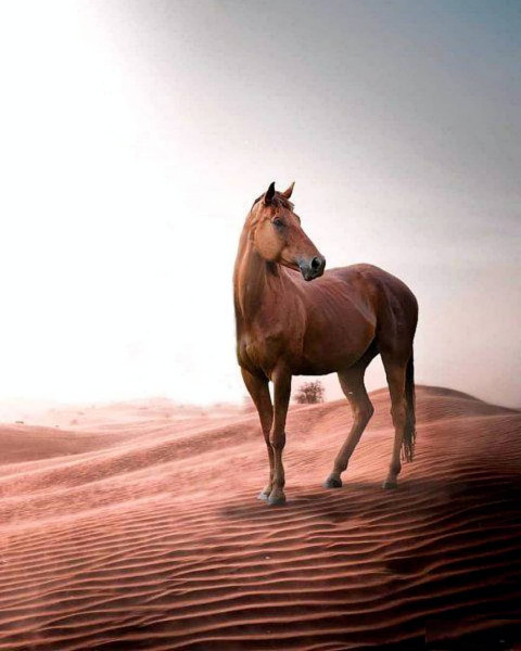 Horse Picsart CB BAckground For Editing