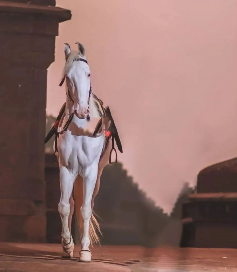 Horse Picsart Editing Background Full HD Images