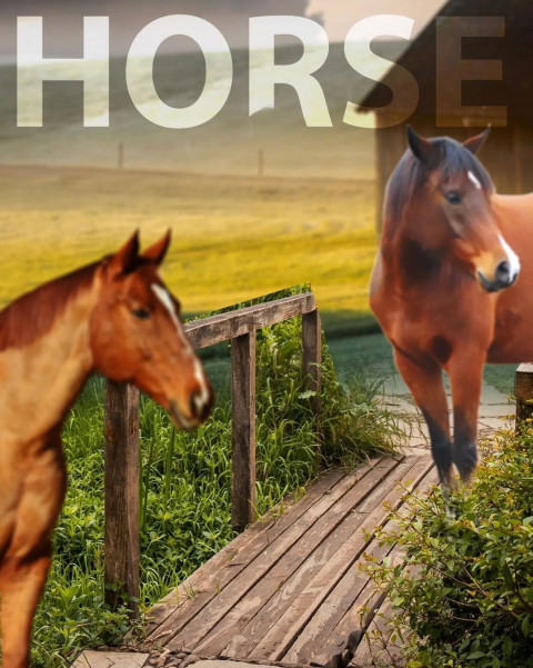 Horse Picsart Editing Background HD Download