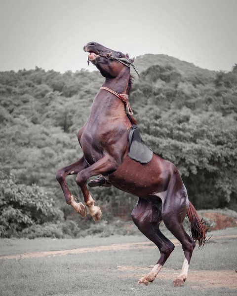Horse Snapseed Editing Background Full Hd
