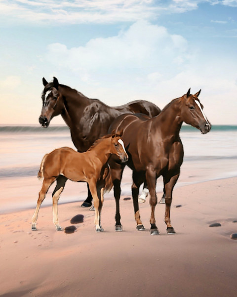 Horses Picsart CB Background Full HD Download