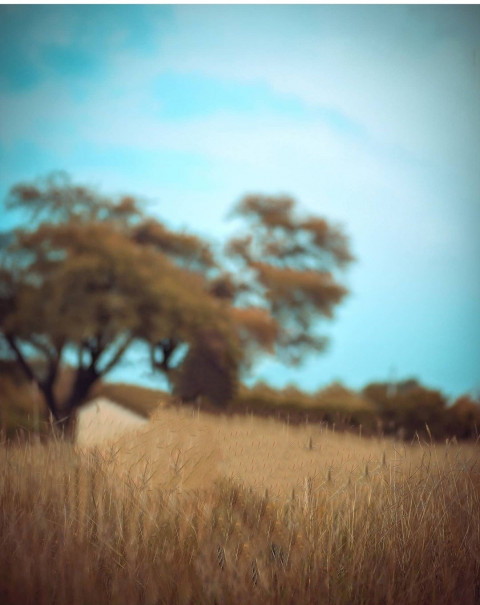 Instagram Viral Photo Editing Background Picsart CB