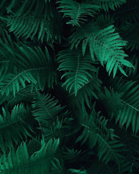 Leaf Picsart Background HD Download Free For Editing