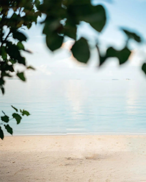 Leaf PicsArt New Background HD For Photo Editing