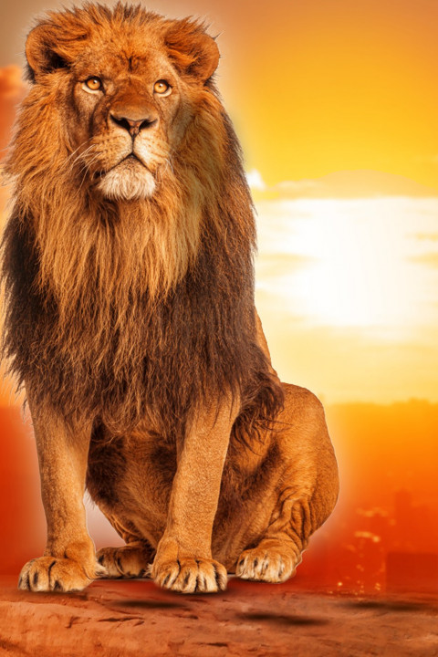 Lion Photoshop Background HD For Rd Debu Editing