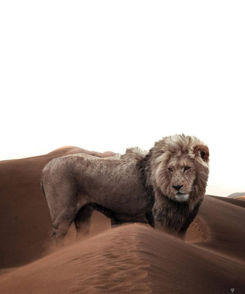 Lion Picsart Poster Photo Editing Background Hd