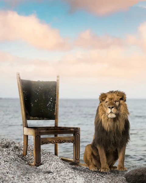 Lion Trending Photo Editing Background Download Free
