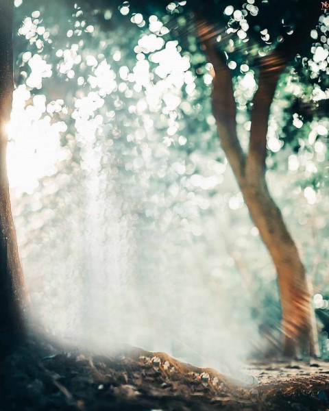 Manipulation Forest BAckground HD For CB Picsart