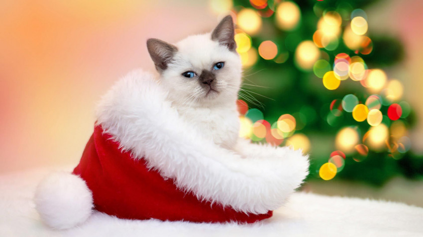 Merry Christmas Wallapper For Desktop Full HD