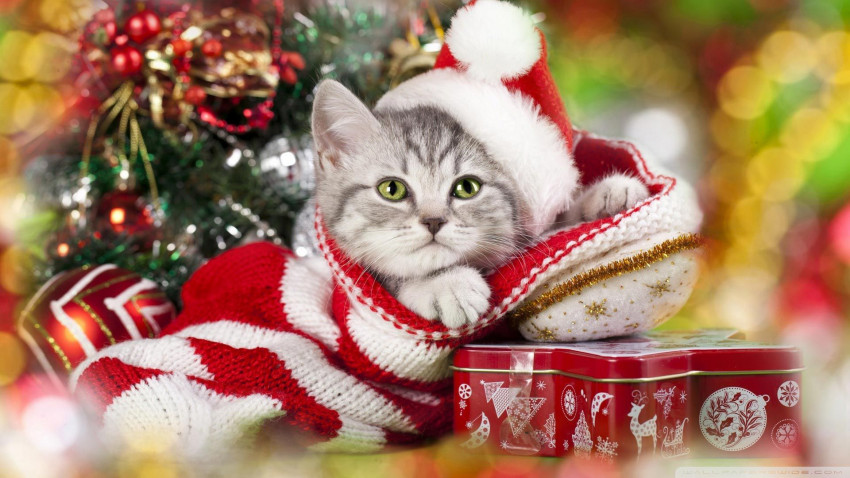 Merry Christmas Wishes Pictures For WhatsApp Full HD