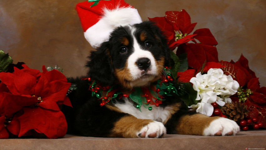 Merry Christmas Wishes Pictures For WhatsApp Full HD