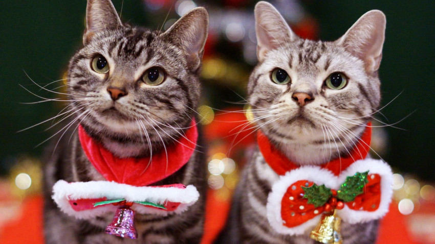 Merry Christmas Wishes Pictures For WhatsApp Full HD