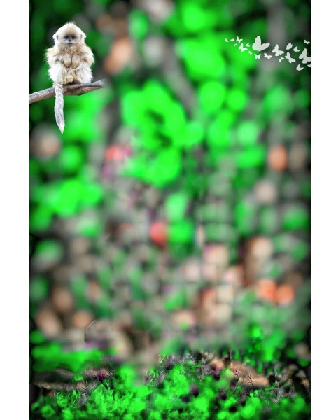 Monkey CB Editing Nature Background HD Download