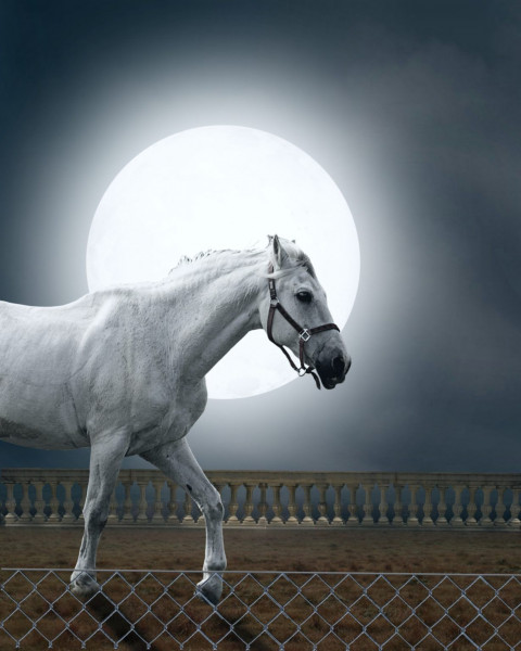 Moon With White Horse Picsart Background Download HD