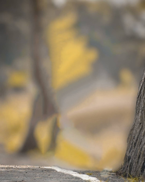 Nature Autodesk CB Blur Background For Photo Editing Full HD