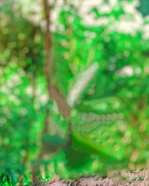 Nature Autodesk Photo Editing Background Download Pic