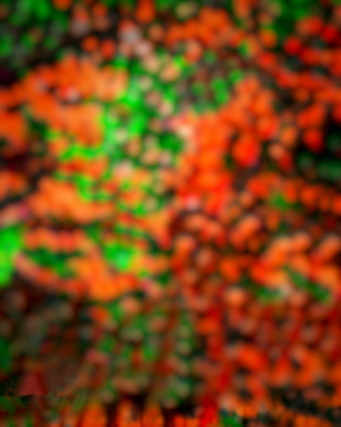 Nature Blur Background HD Download For CB Photoshop Editing