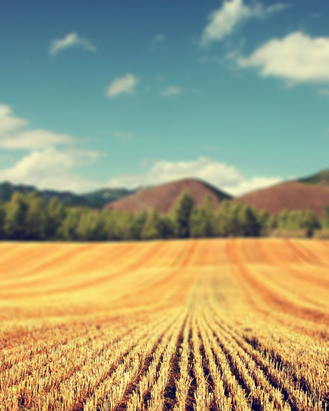 Nature Blur Cb Background for Photoshop Editing