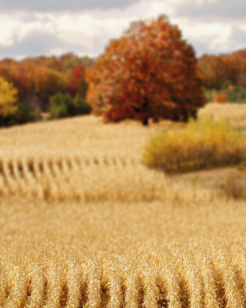 Nature Blur Cb Background for Photoshop Editing Photos