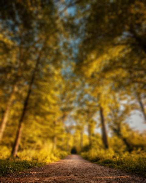 Nature Blur CB Editing Background Download