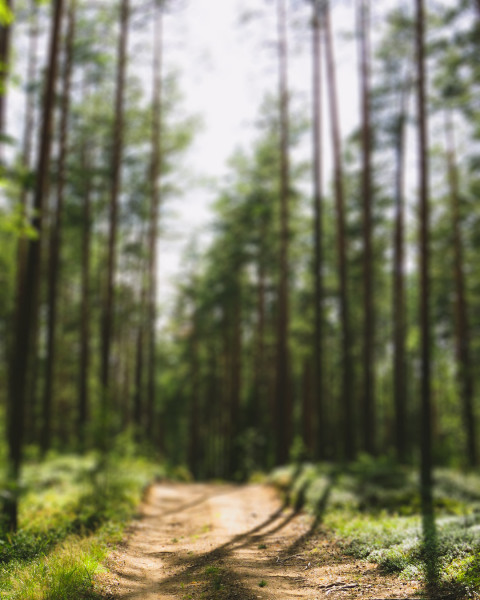 Nature Blur CB Editing Background Download Free