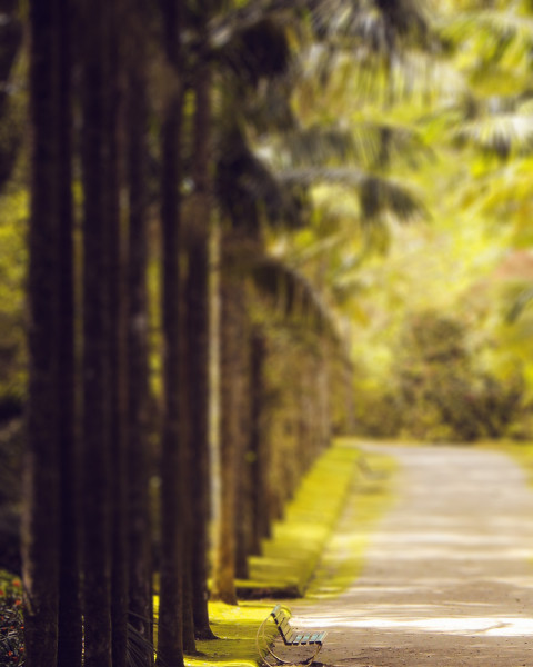 Nature Blur Garden Picsart Editing Background HD