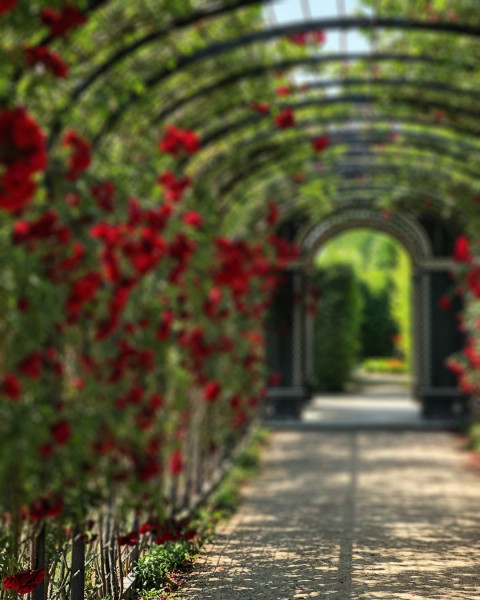 Nature Editing CB Picsart Background Download Full HD