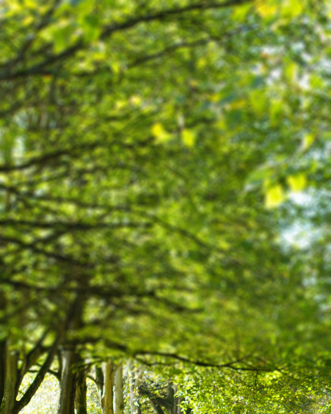 Nature Editing CB Picsart Background Download HD