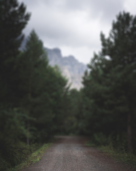 Nature Forest CB Picsart Editing Background Download