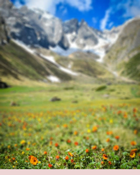 Nature Forest CB Picsart Editing Background Download