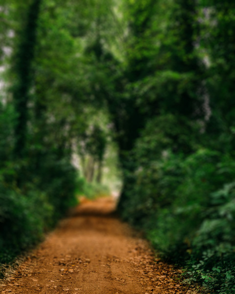 Nature Forest CB Picsart Editing Background Download Free