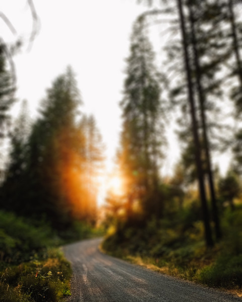 Nature Forest CB Picsart Editing Background Download HD