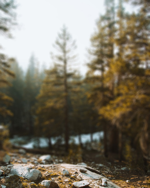 Nature Forest CB Picsart Editing Background Download New