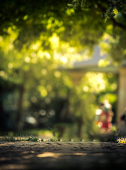 Nature Green Forest CB Picsart Editing Background HD