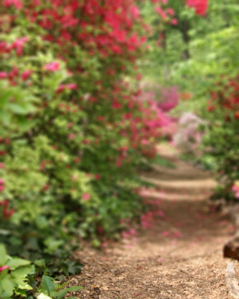 Nature Green Garden Photo Editing Background Full HD