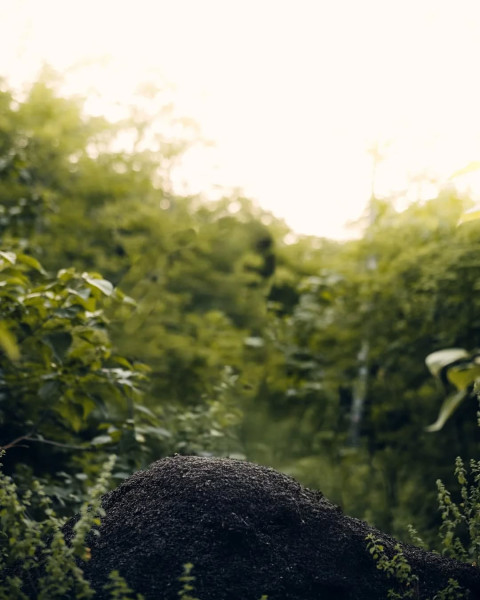 Nature Hd Tree Photo Editing Colorful Background