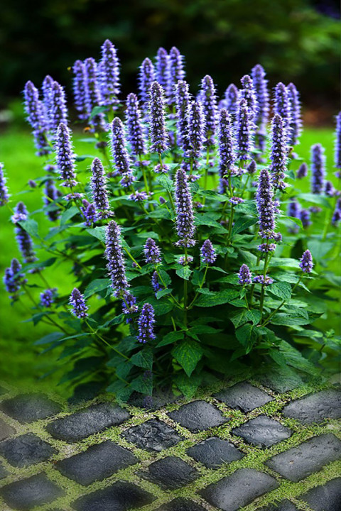 Nature Indoor Studio Background HD Download Pic