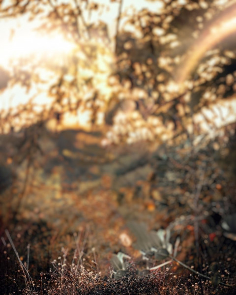 Nature NSB Picture Background Free Full HD