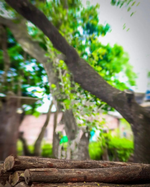 Nature Photo Editing Background For Sketchbook