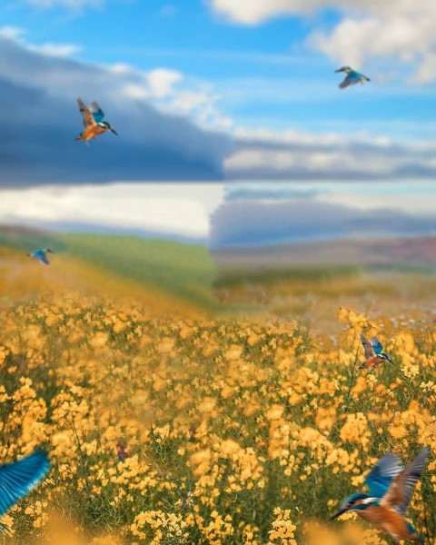 Nature Photo Editing Background full HD