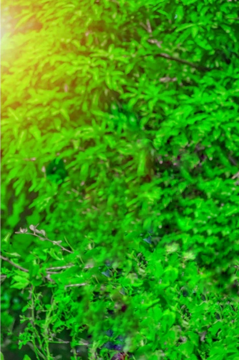 Nature Photo Editing Background HD For Photoshop