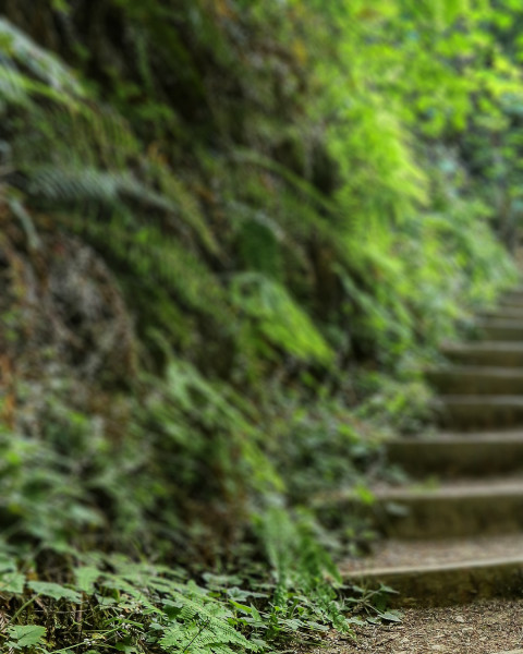 Nature Photo Editing Blur CB Picsart Background  Full HD