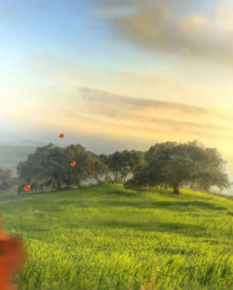 Nature Photo Editing New Background Download