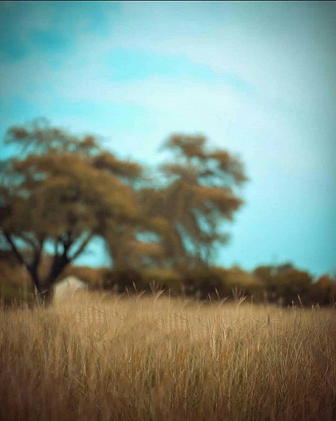 Nature Picsart Photo Editing Background New