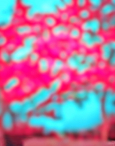Nature Pink Blur CB Background Download Free