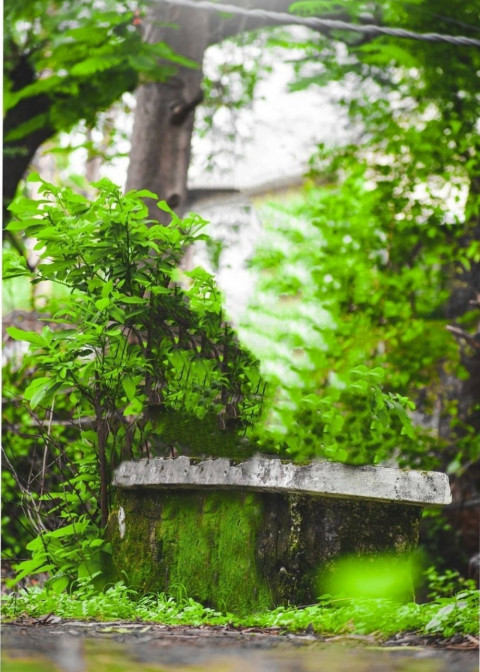 Nature Snapseed Background For Picsart Editing